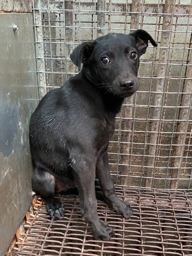 混種犬