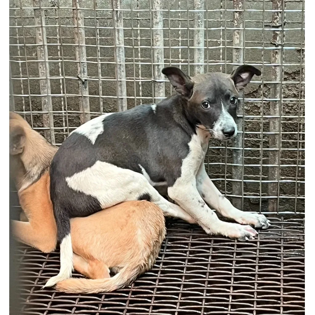混種犬
