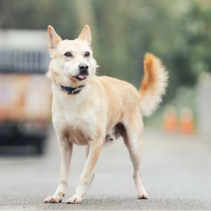 混種犬