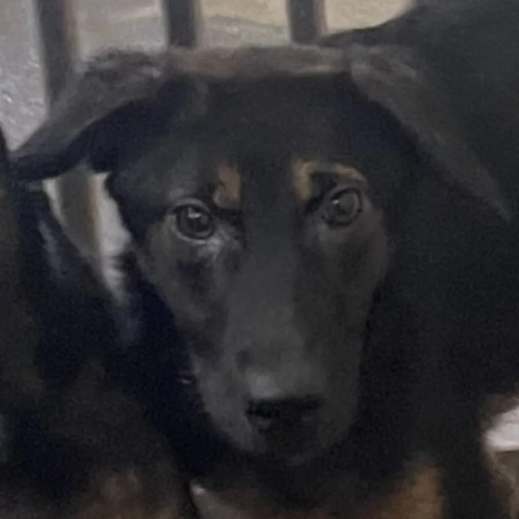 混種犬