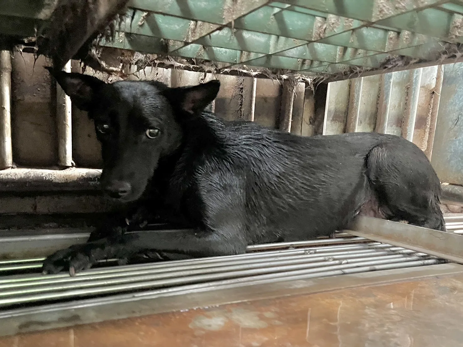混種犬
