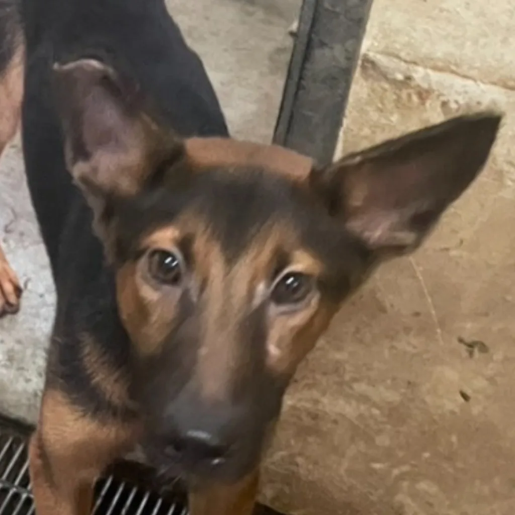 混種犬