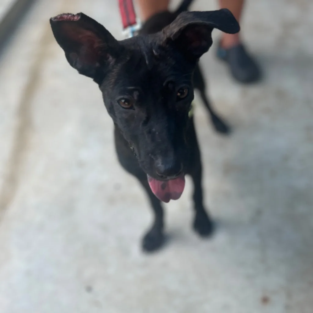 混種犬