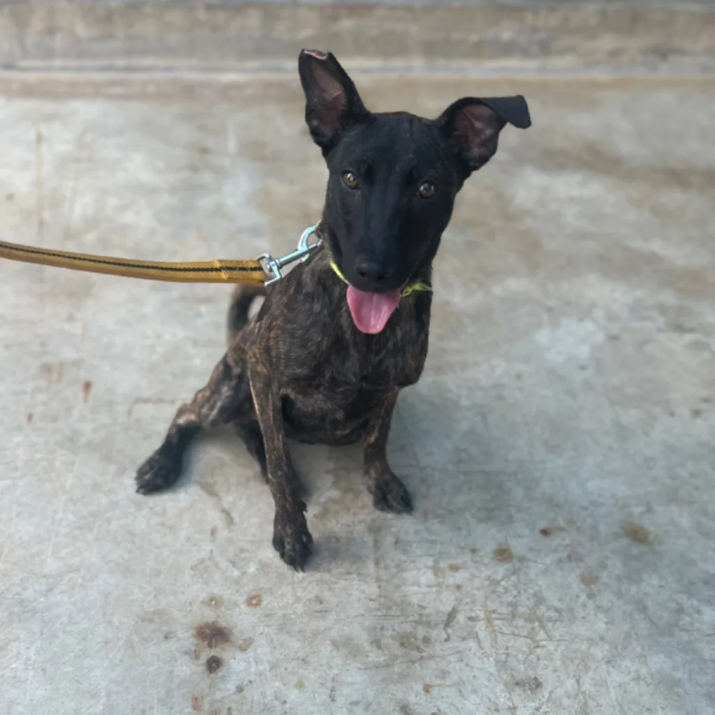 混種犬