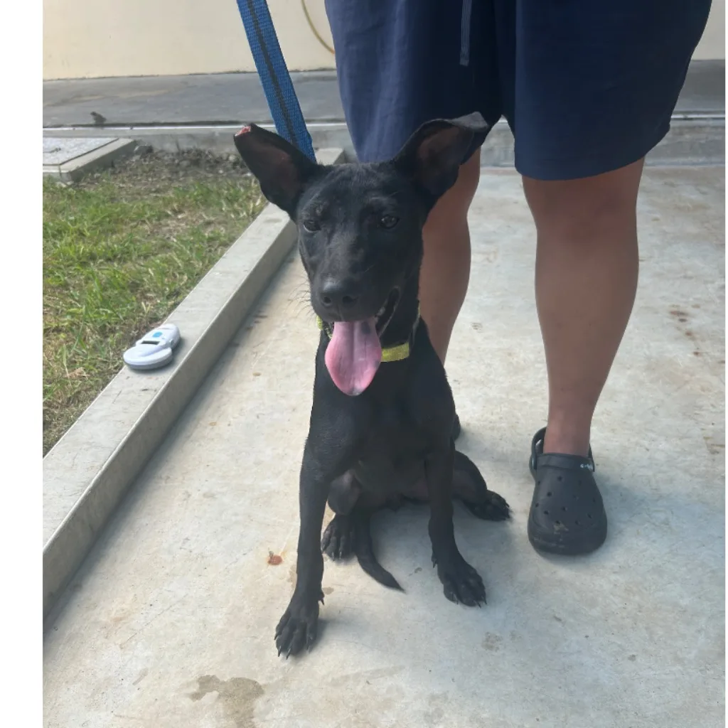 混種犬