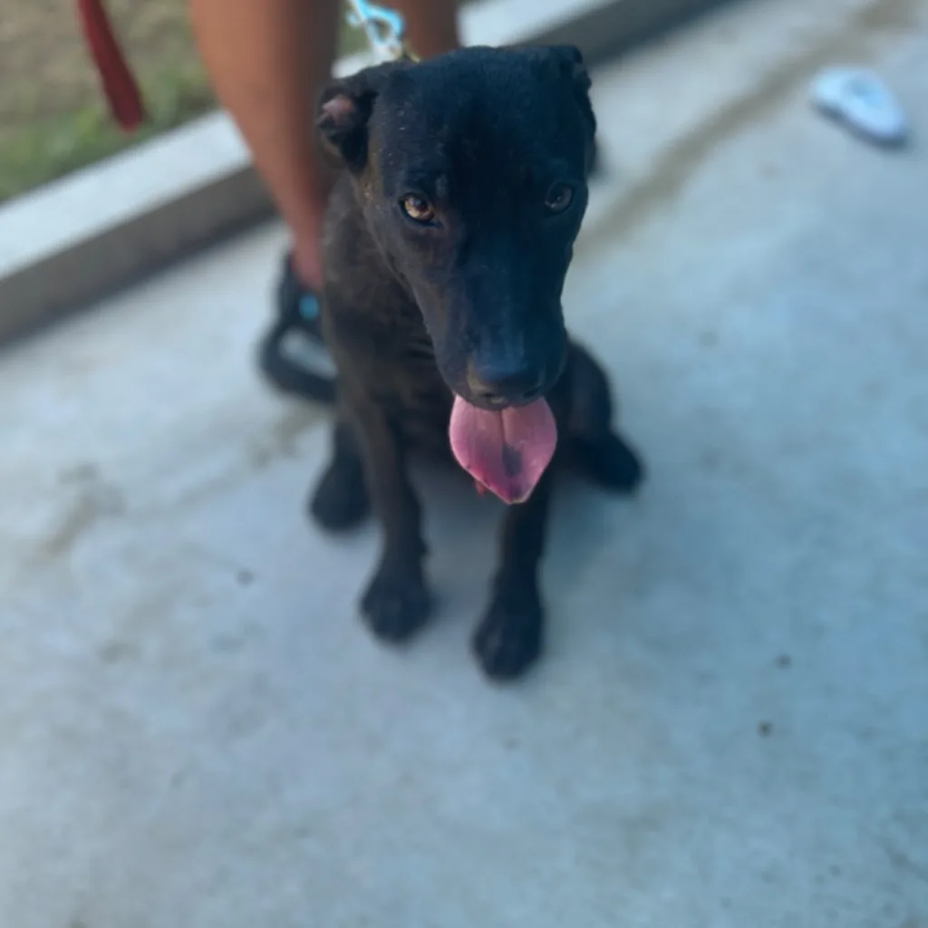 混種犬