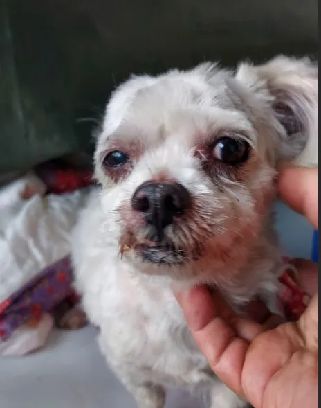 瑪爾濟斯犬