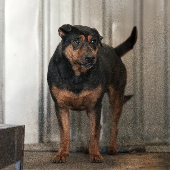 混種犬