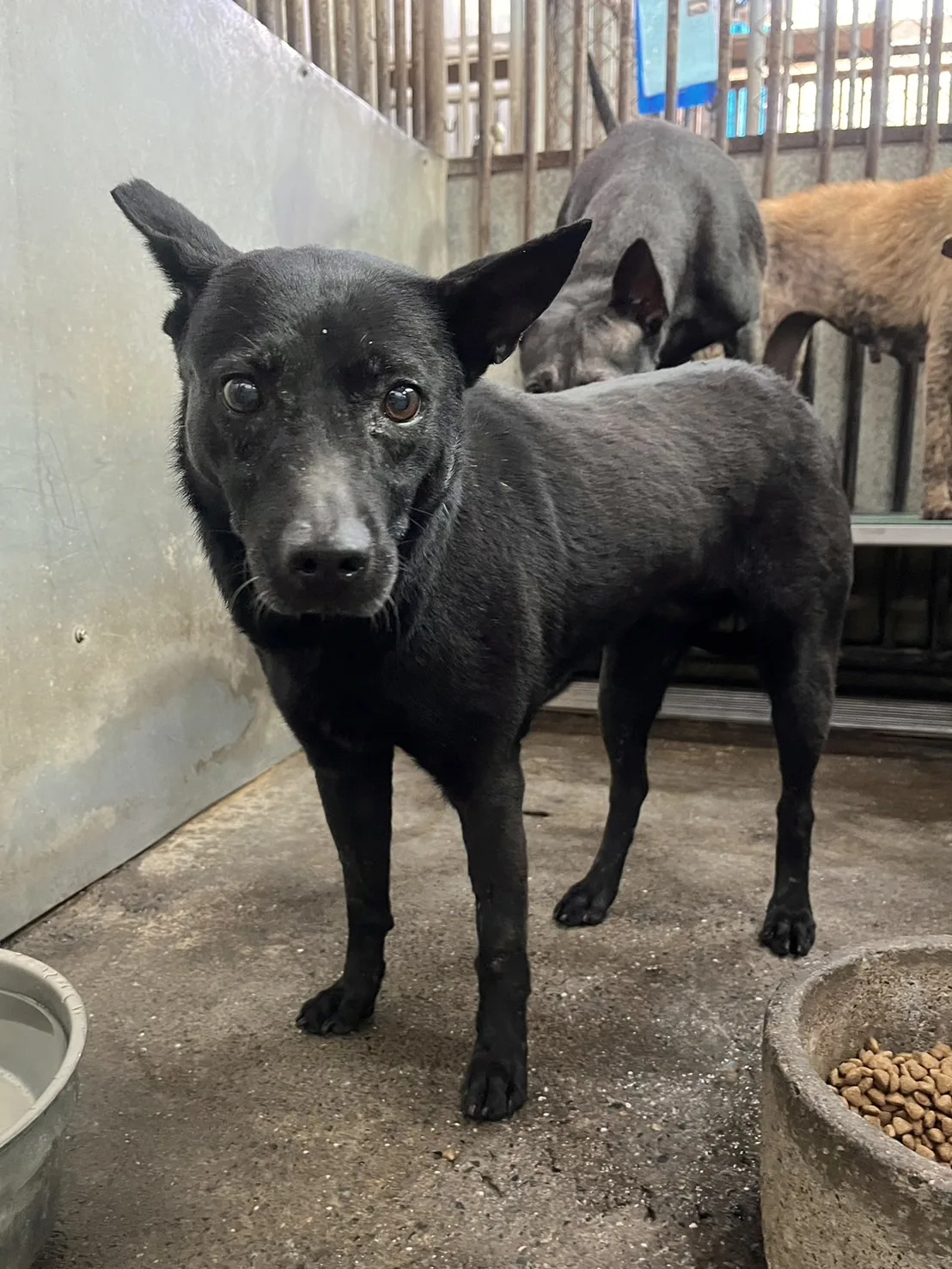 混種犬