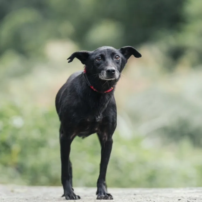 混種犬