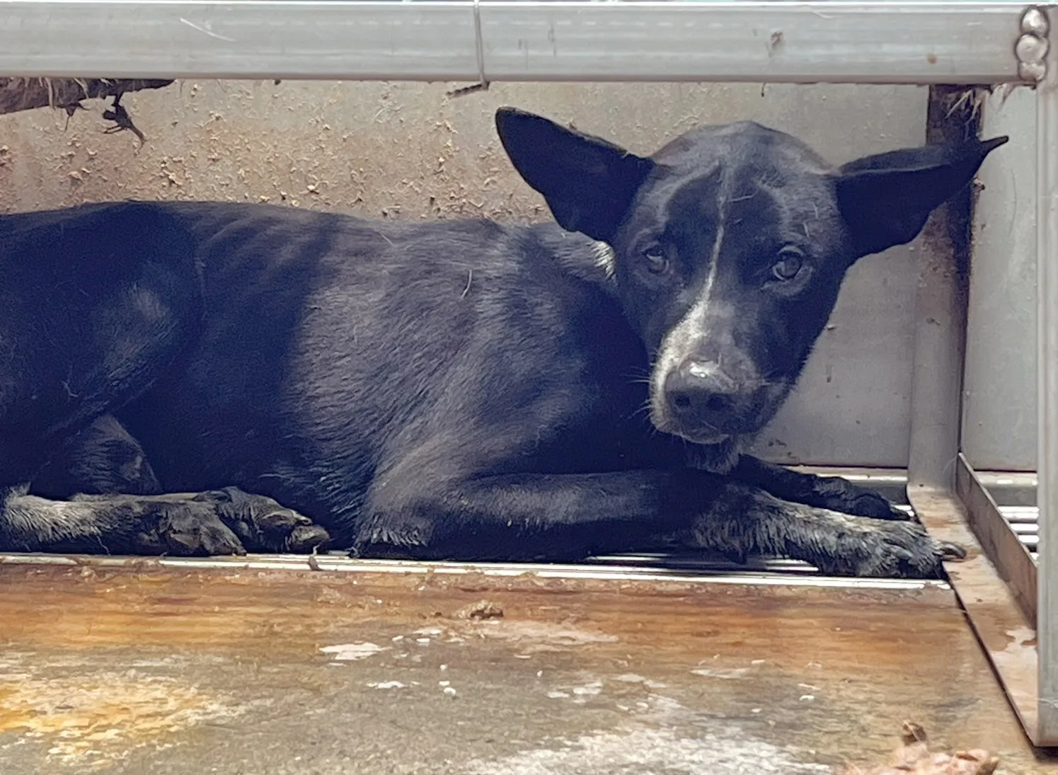 混種犬