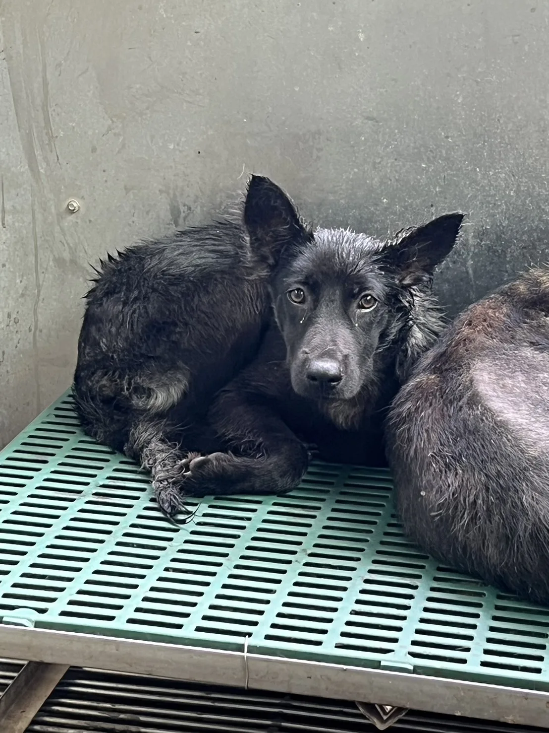 混種犬