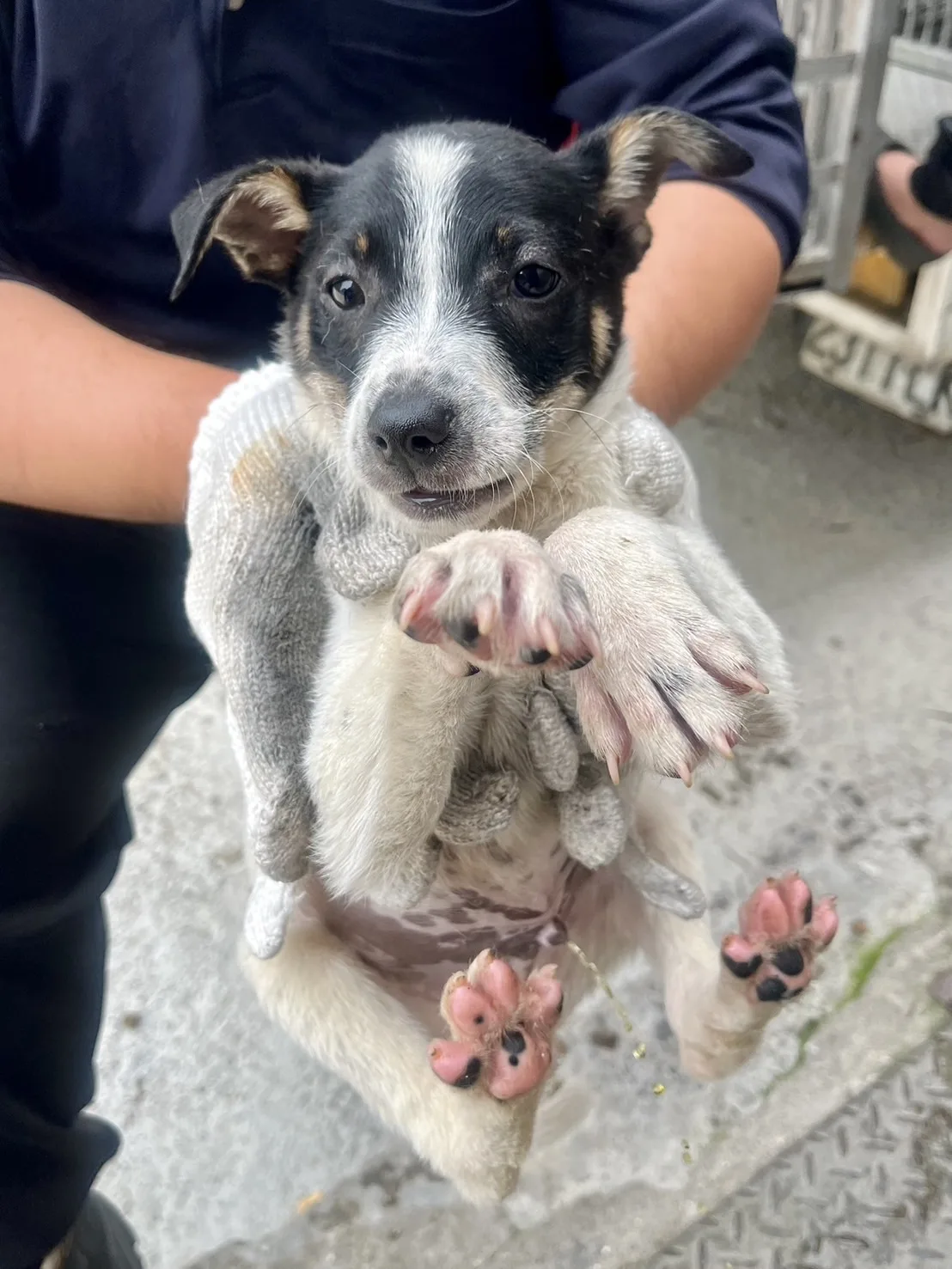 混種犬