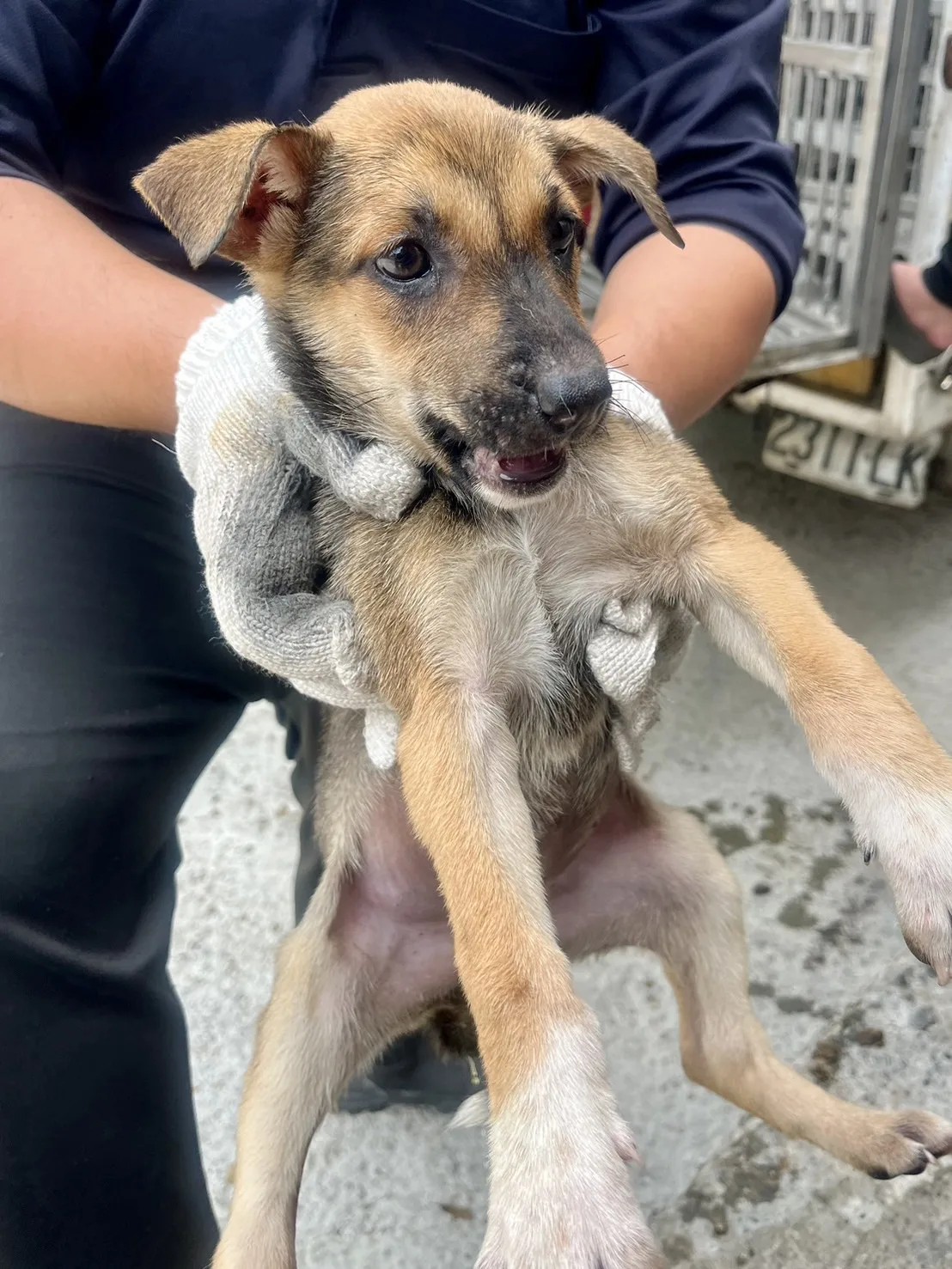 混種犬