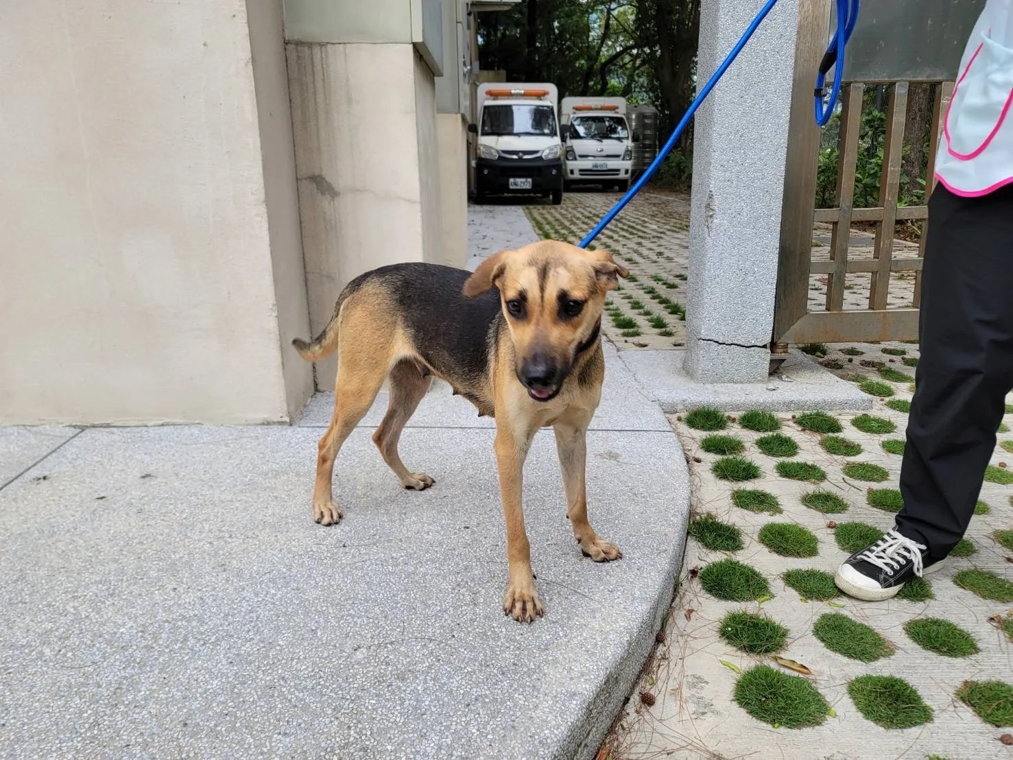 混種犬