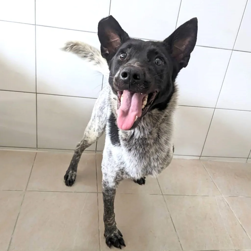 混種犬