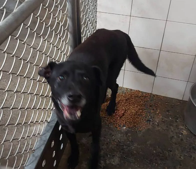 混種犬