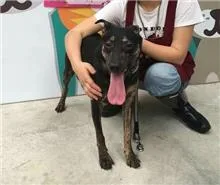 混種犬