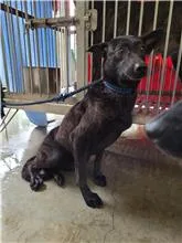 混種犬