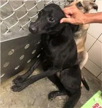 混種犬