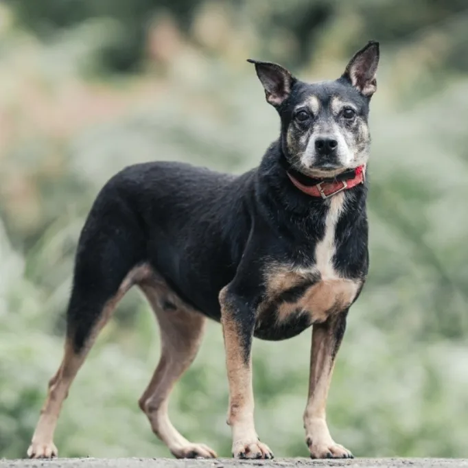 混種犬