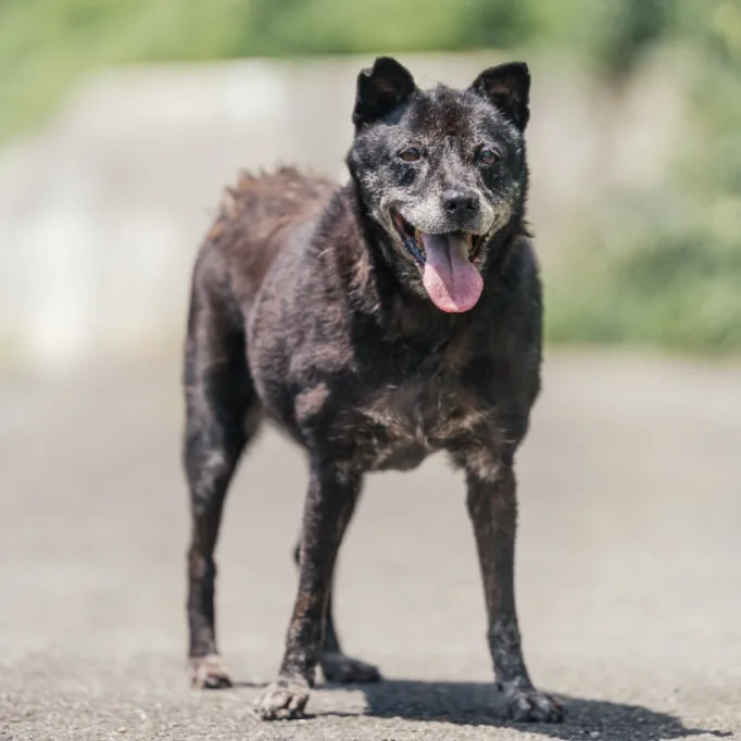 混種犬