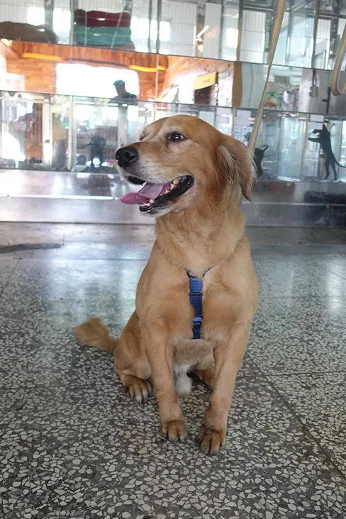 黃金獵犬