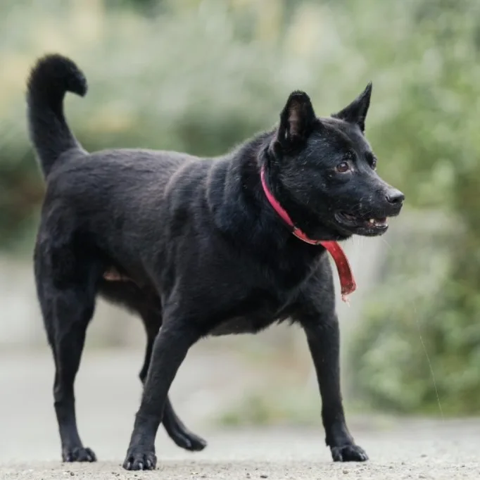 混種犬