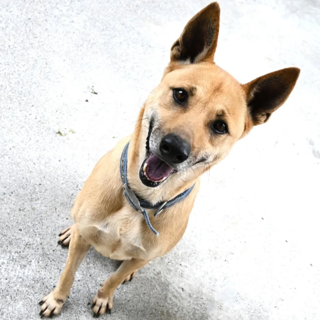 混種犬