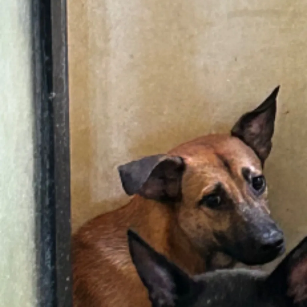 混種犬