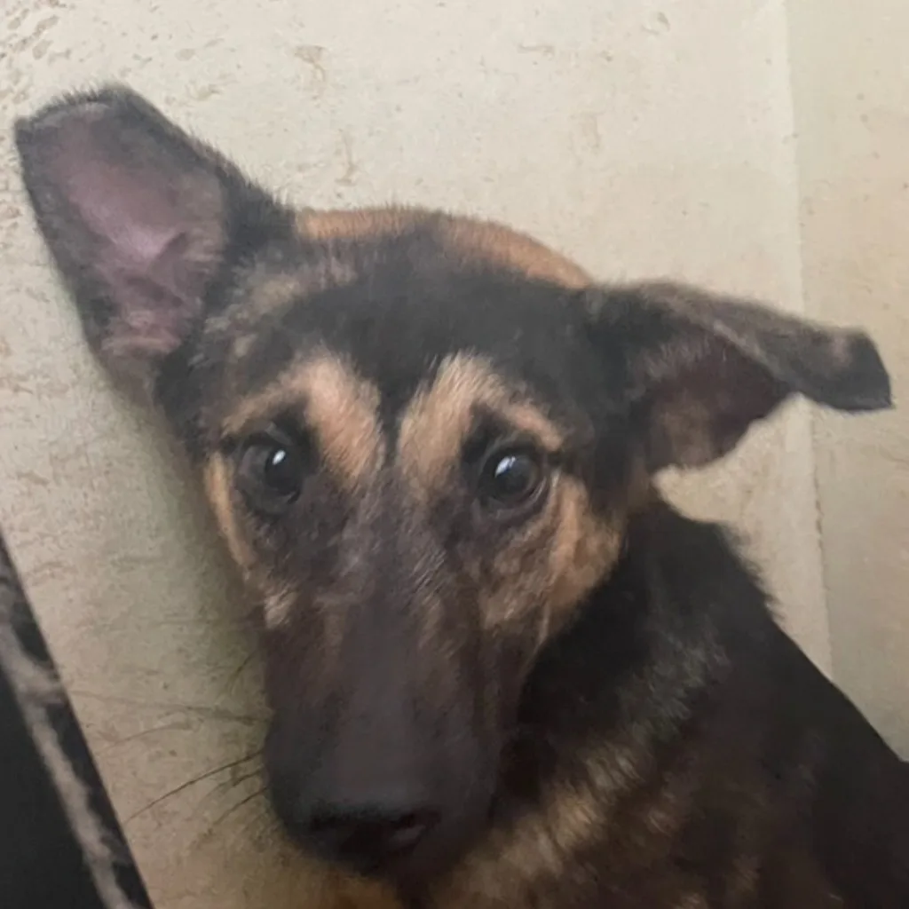 混種犬