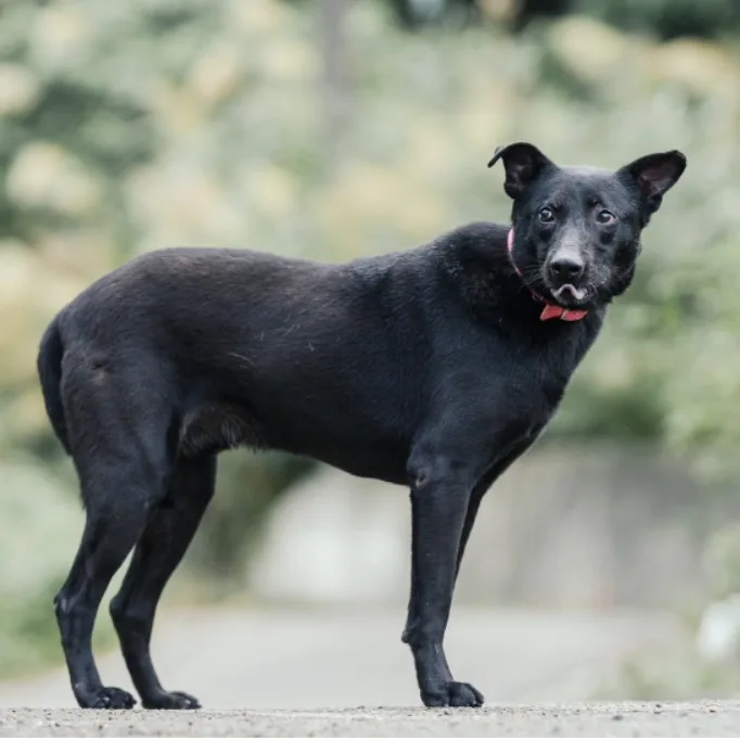 混種犬