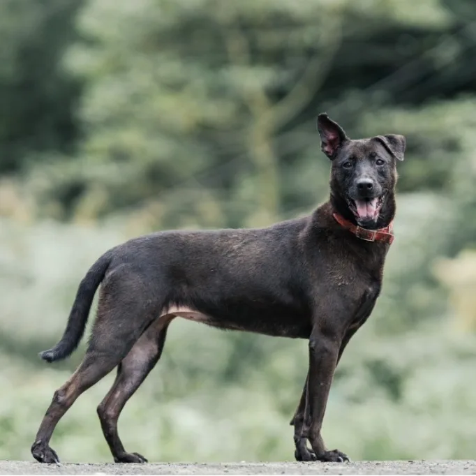 混種犬