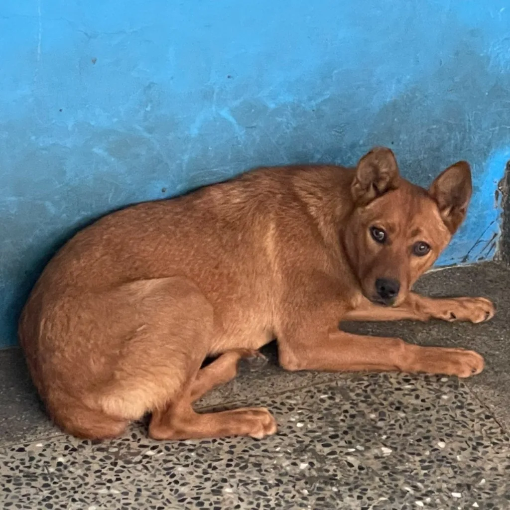 混種犬