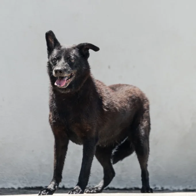 混種犬