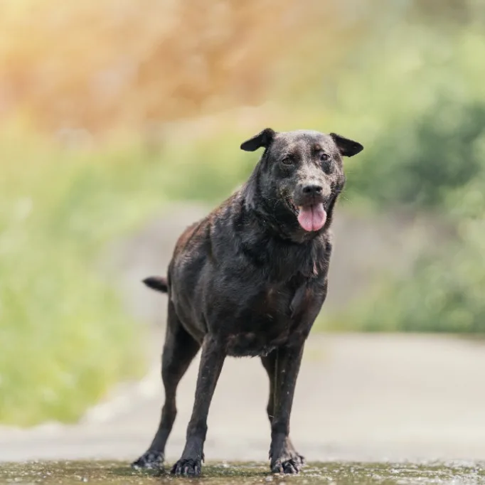 混種犬
