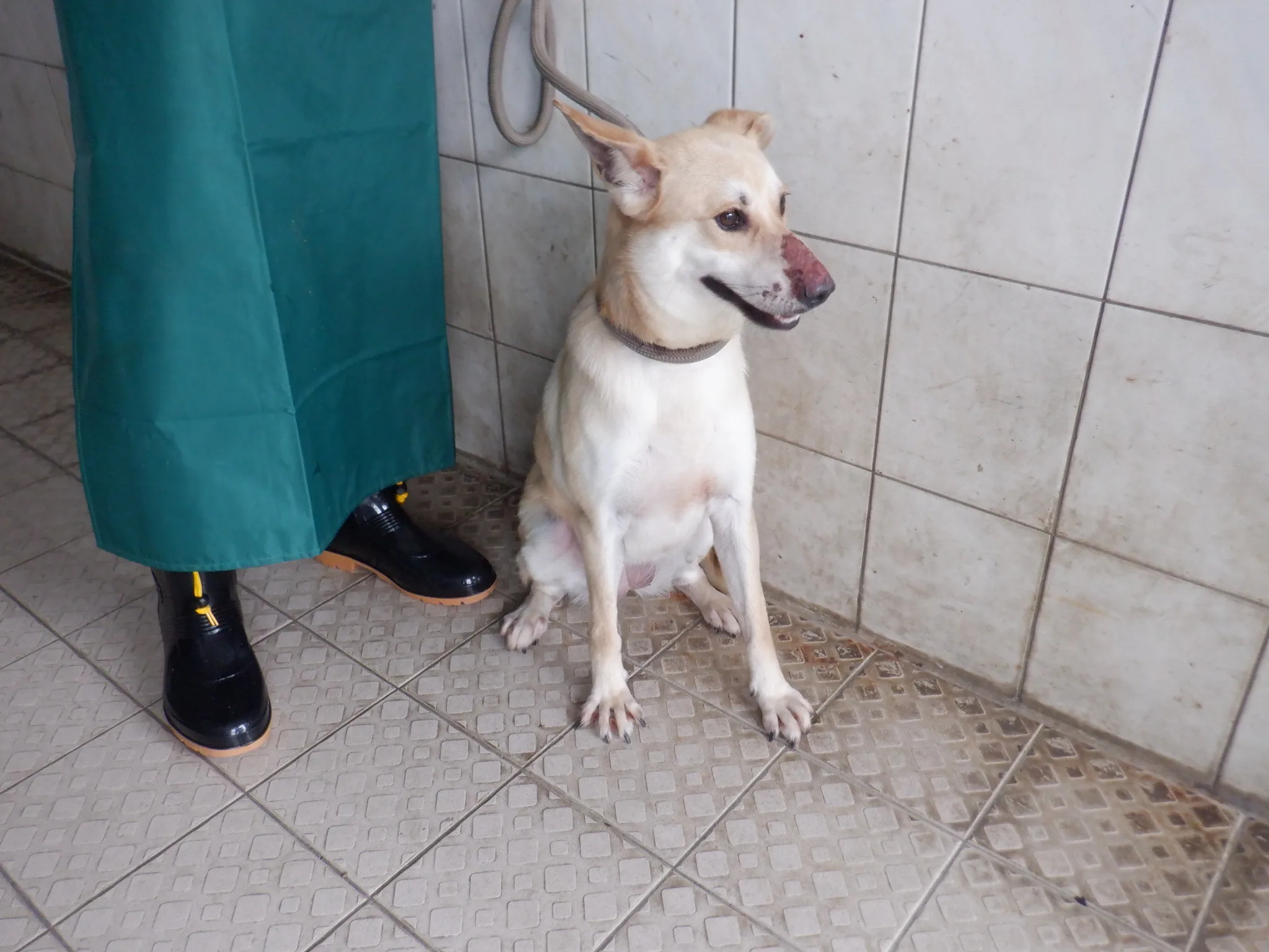 混種犬