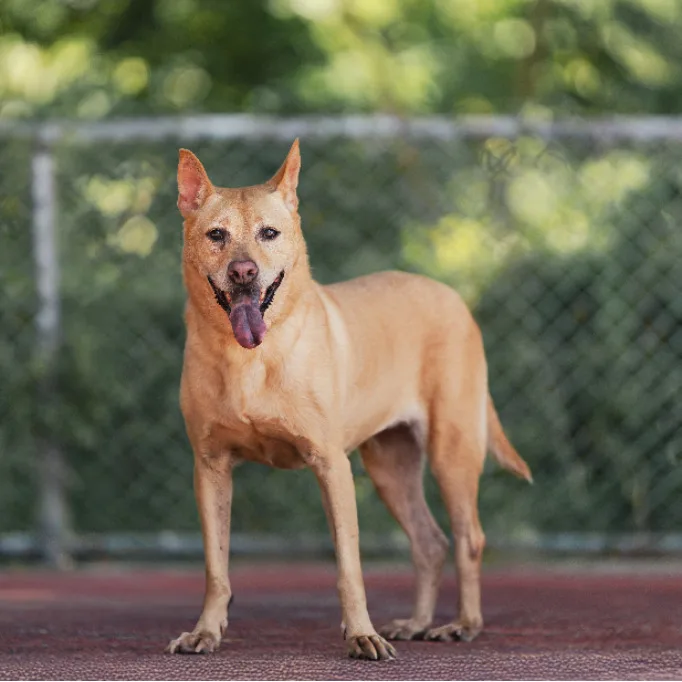 混種犬