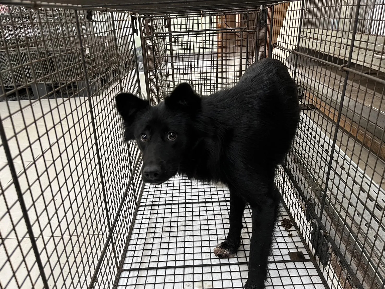 混種犬
