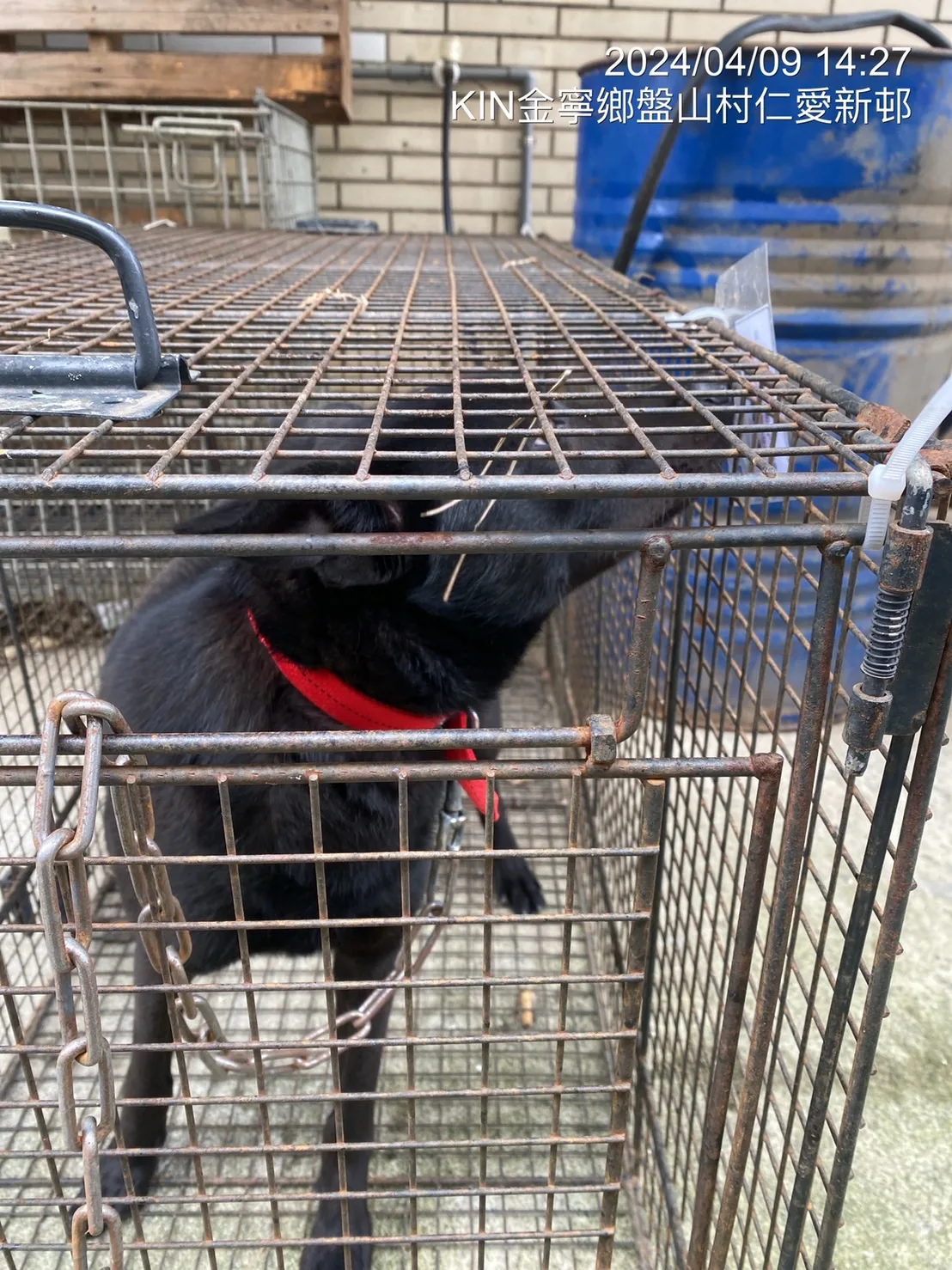 混種犬