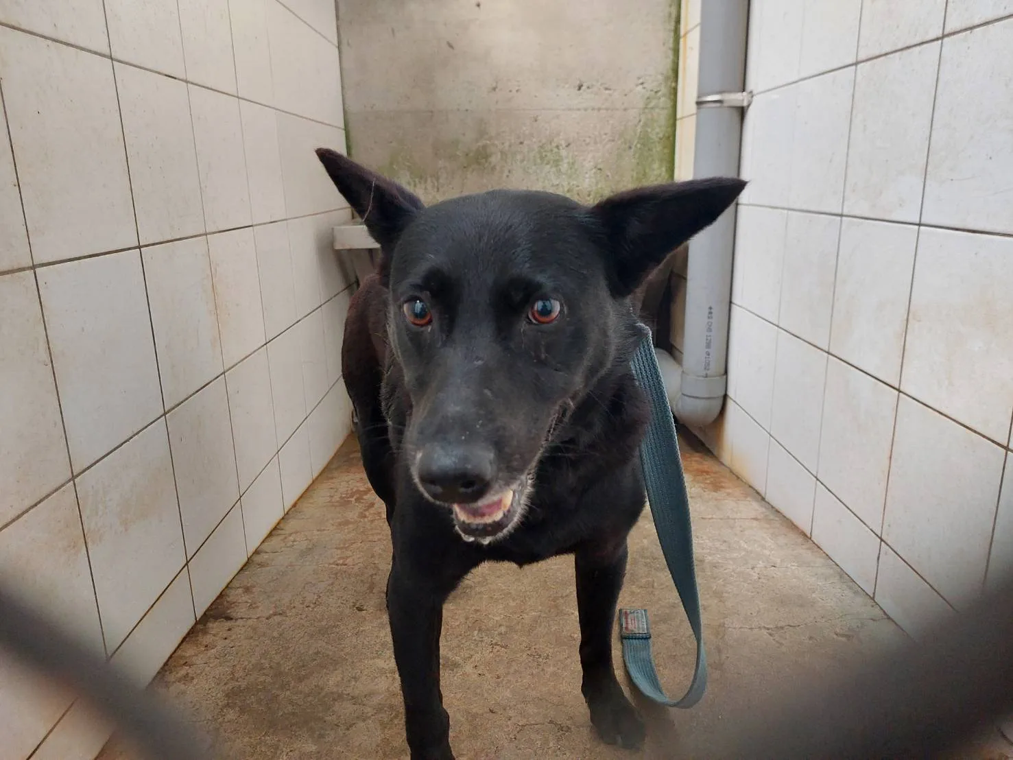 混種犬