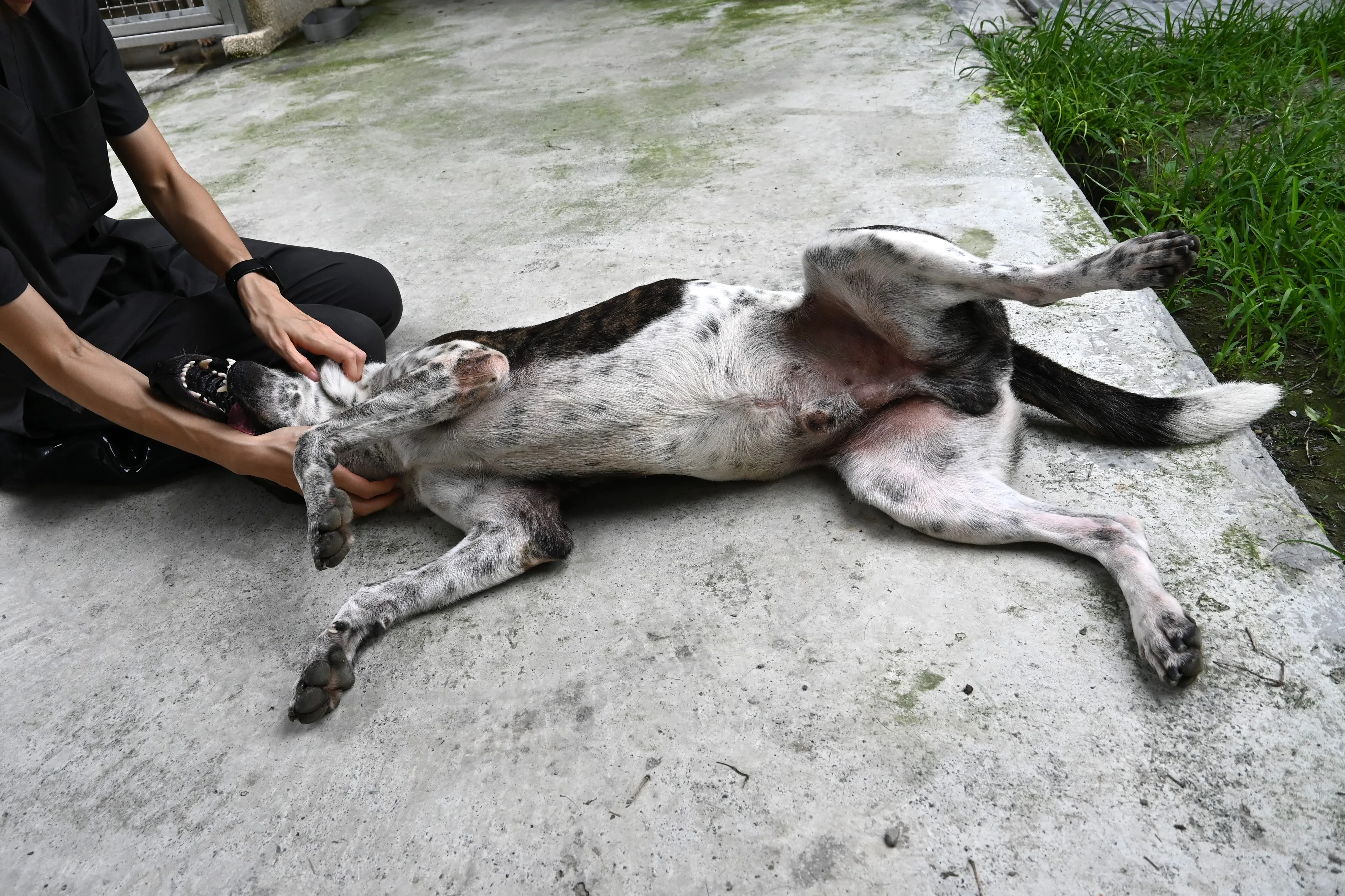 混種犬