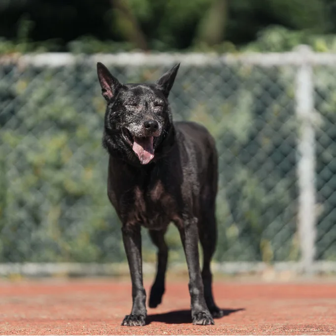 混種犬