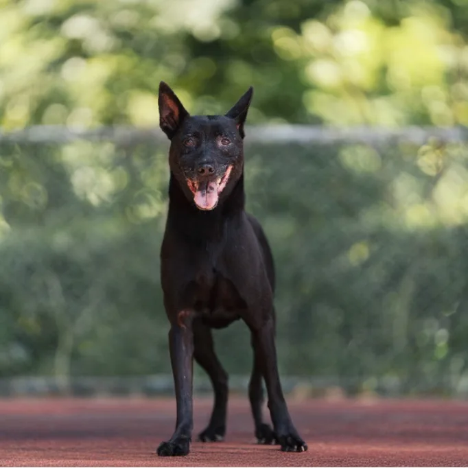 混種犬