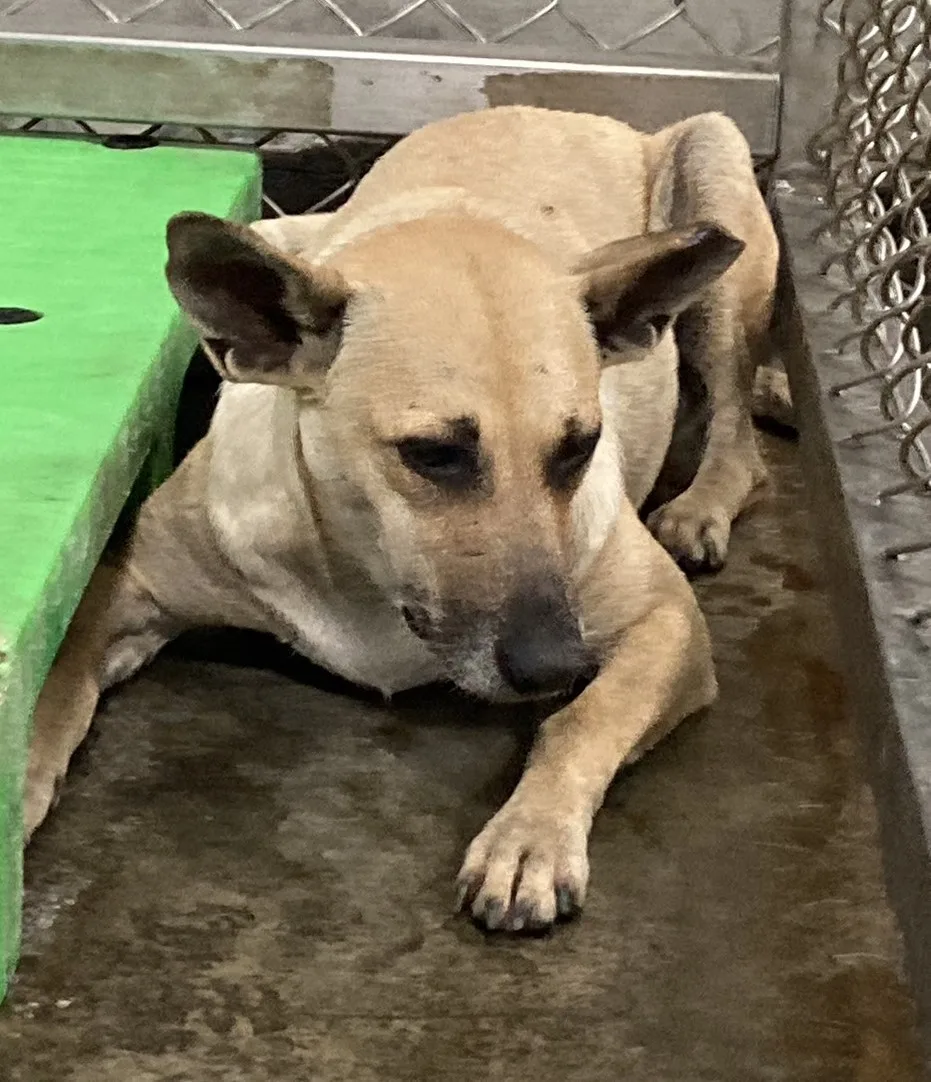 混種犬