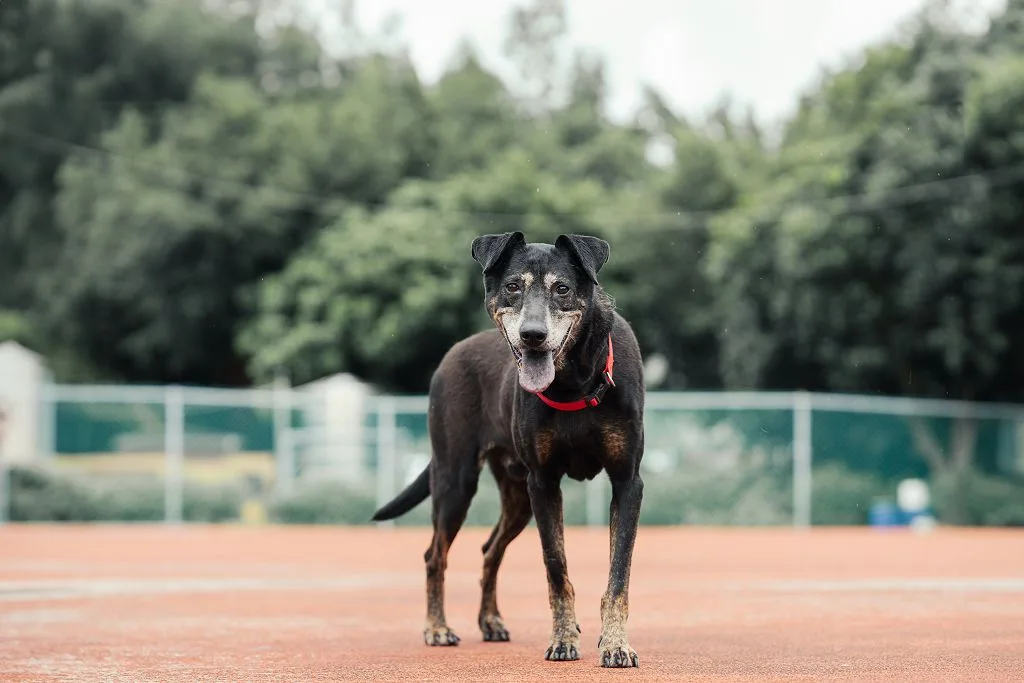 混種犬