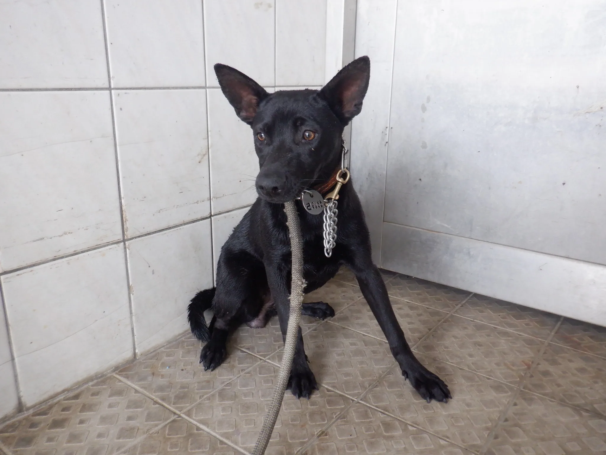 混種犬