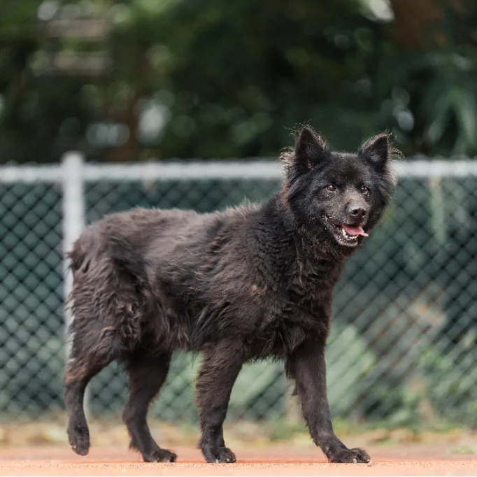 混種犬