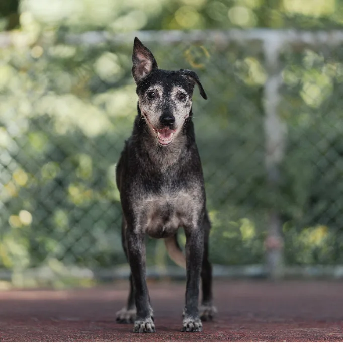 混種犬