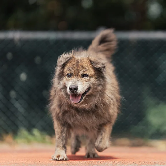混種犬